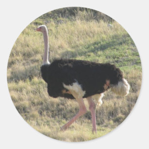 Ostrich Classic Round Sticker