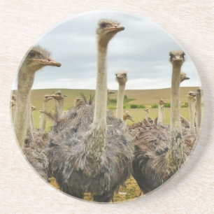 ostrich coaster