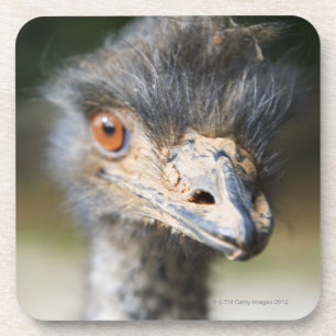 Ostrich Coaster
