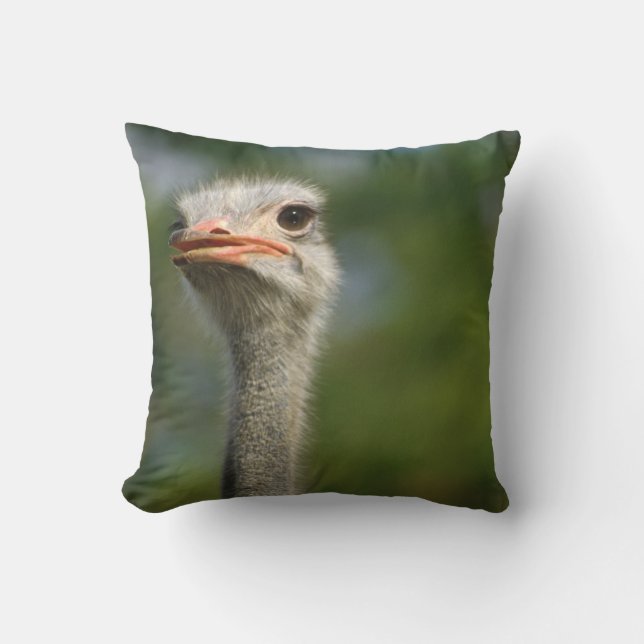 Ostrich Cushion (Front)