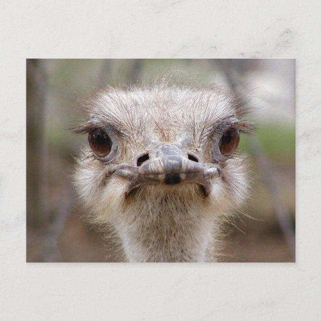 Ostrich face postcard (Front)