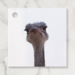 ostrich favour tags