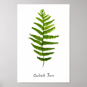 Ostrich fern watercolor Poster