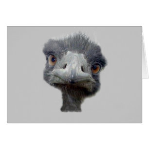 Ostrich head