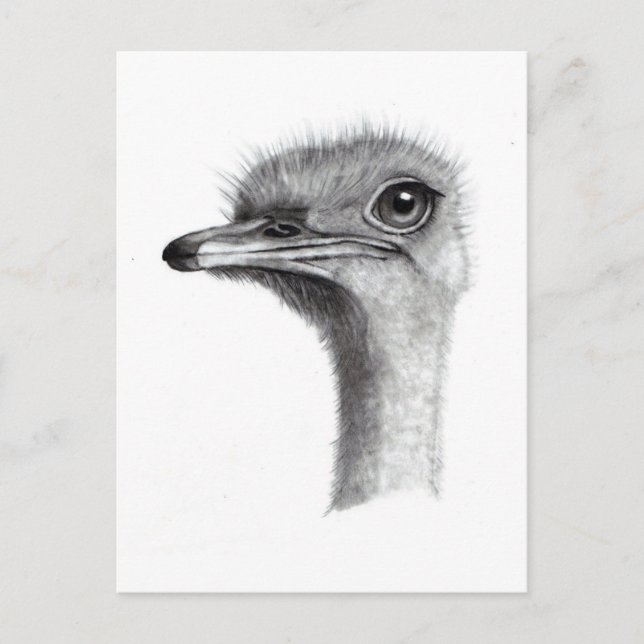 OSTRICH HEAD IN PENCIL: ART: REALISM POSTCARD (Front)