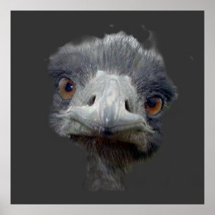 Ostrich head poster