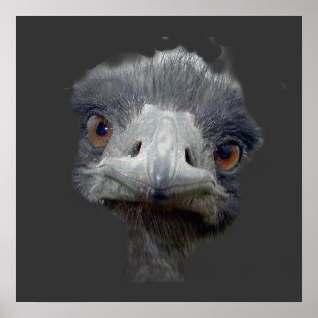 Ostrich head poster (Front)