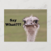 Ostrich Head Say What Funny Joke Photo
