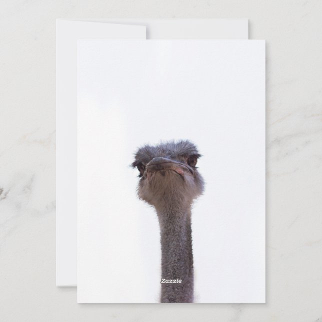 ostrich holiday card (Back)