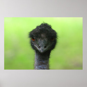 ostrich large poster