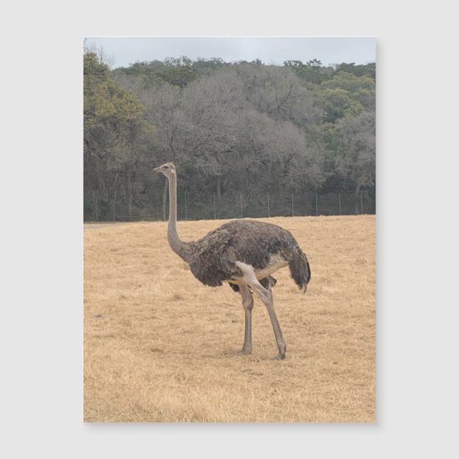 Ostrich Magnet (Front)