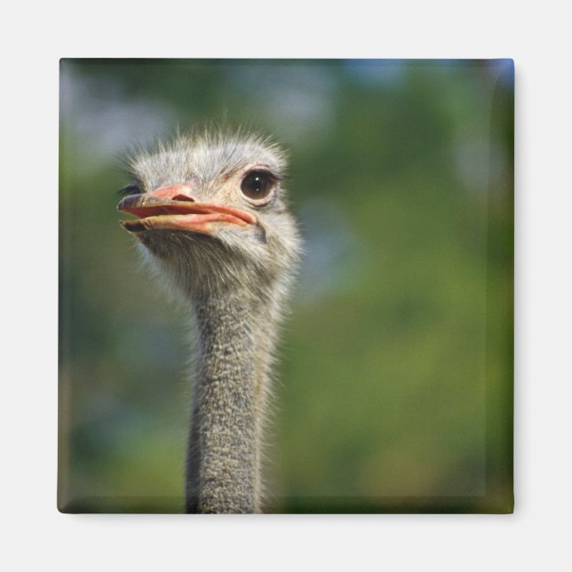 Ostrich Magnet (Front)