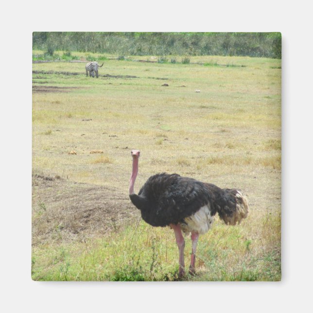 ostrich magnet (Front)