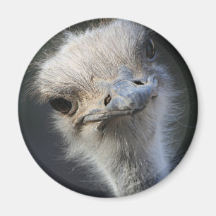 Ostrich Magnet