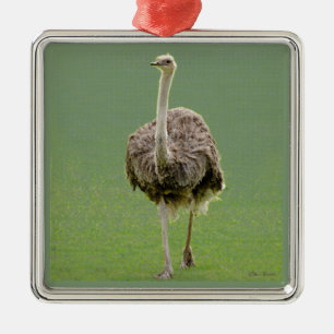 Ostrich Metal Tree Decoration