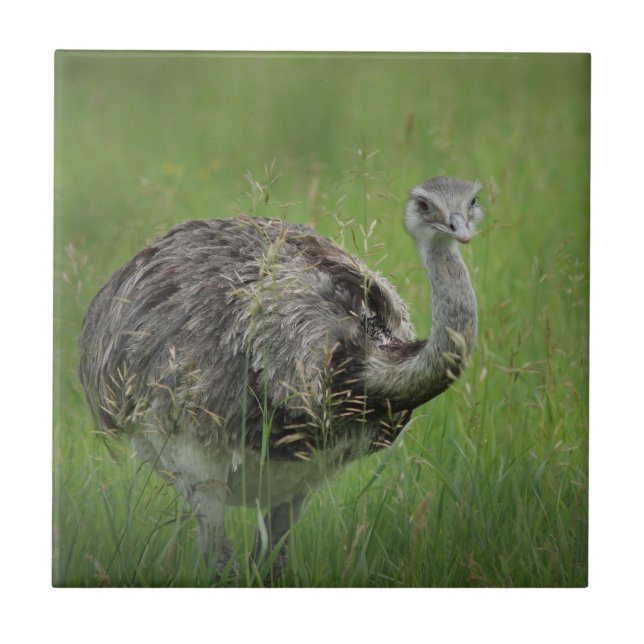 Ostrich Ostriches Bird Wild Wildlife Art Photos  Tile (Front)