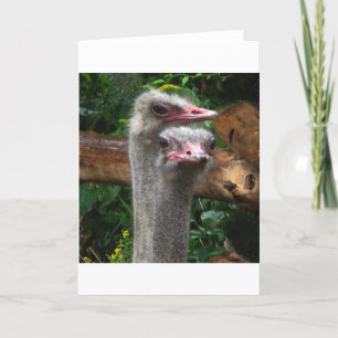 Ostrich Pair Card