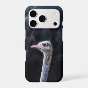 Ostrich Photography