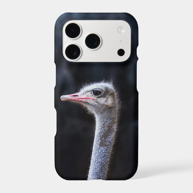 Ostrich Photography (Back)