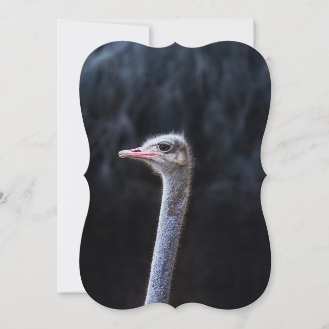 Ostrich Photography (Front)