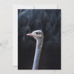 Ostrich Photography Announcement