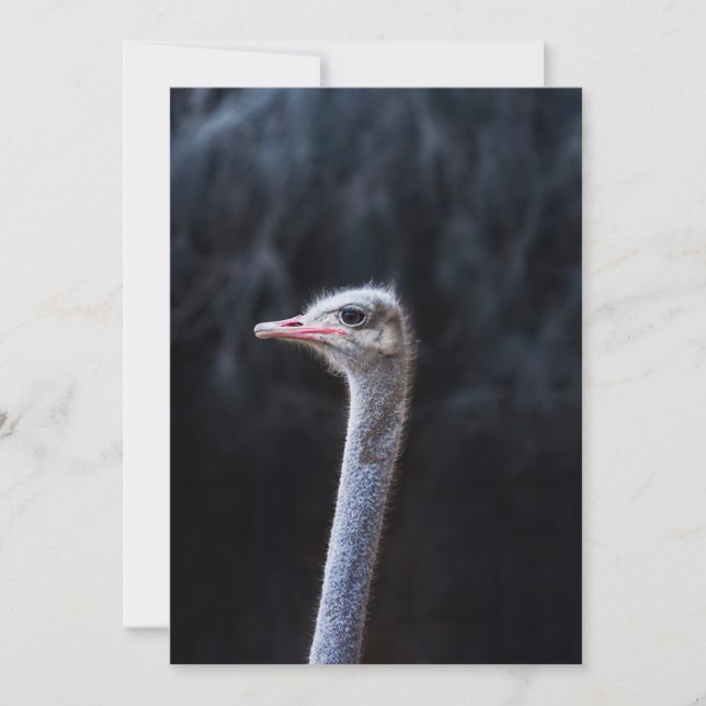 Ostrich Photography Announcement (Front)