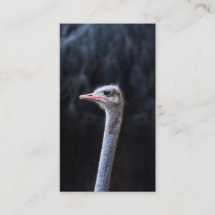 Ostrich Photography Calling Card