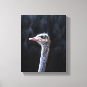 Ostrich Photography Canvas Print