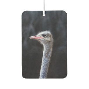 Ostrich Photography Car Air Freshener