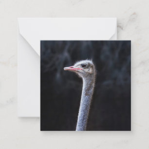 Ostrich Photography Card