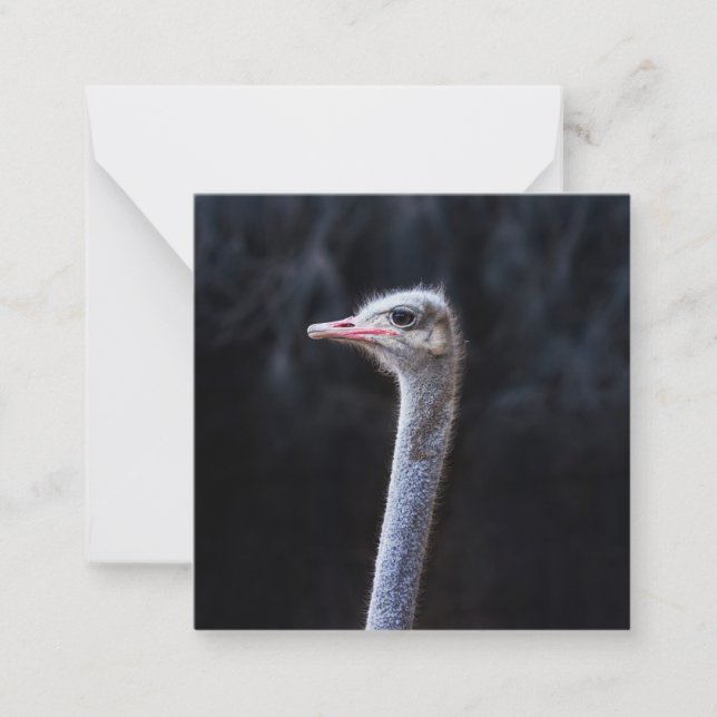 Ostrich Photography Card (Front)