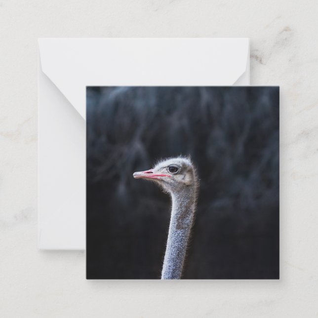 Ostrich Photography Card (Front)