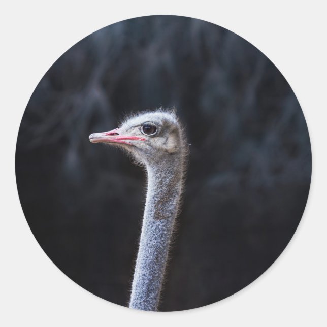 Ostrich Photography Classic Round Sticker (Front)