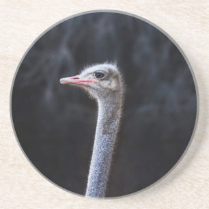 Ostrich Photography Coaster
