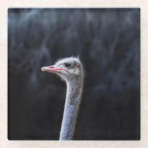 Ostrich Photography Glass Coaster