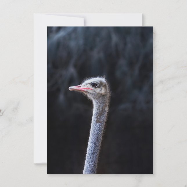 Ostrich Photography Holiday Card (Front)