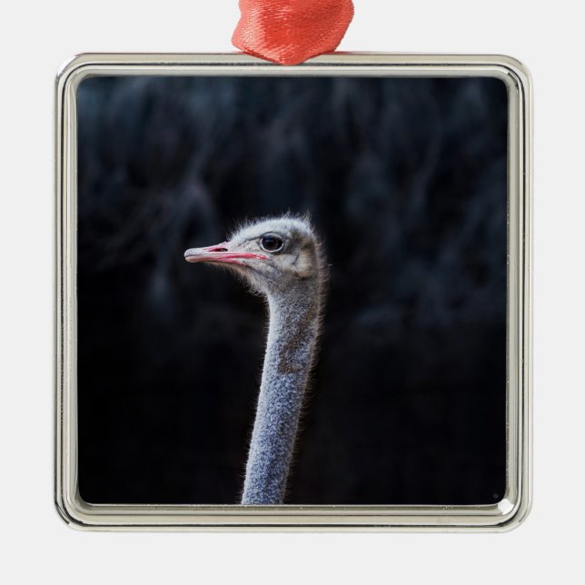 Ostrich Photography Metal Tree Decoration (Front)