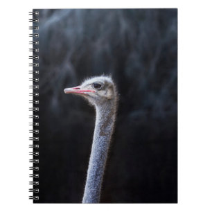 Ostrich Photography Notebook