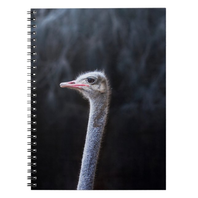 Ostrich Photography Notebook (Front)