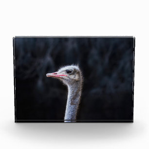 Ostrich Photography Photo Block