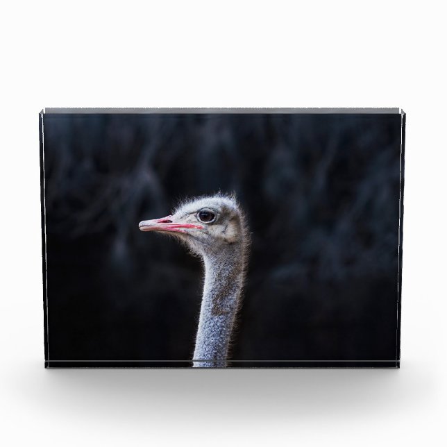 Ostrich Photography Photo Block (Front)