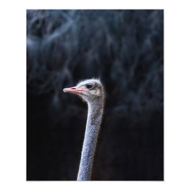 Ostrich Photography Photo Print (Front)