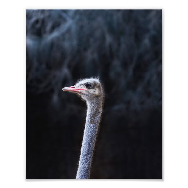 Ostrich Photography Photo Print (Front)
