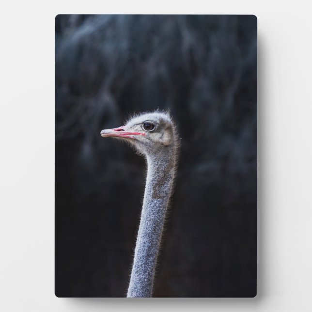 Ostrich Photography Plaque (Front)