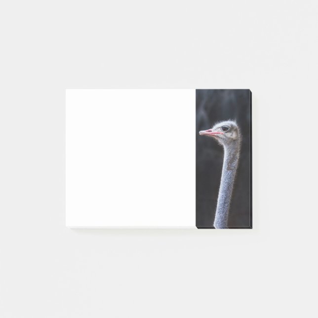 Ostrich Photography Post-it Notes (Front)