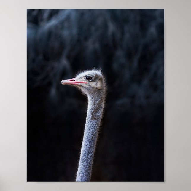 Ostrich Photography Poster (Front)