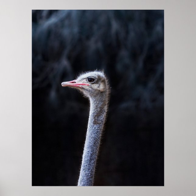 Ostrich Photography Poster (Front)