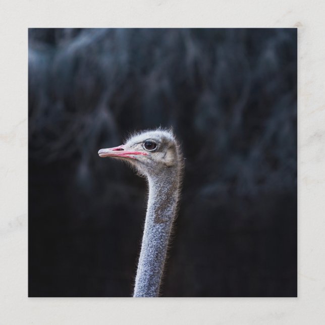 Ostrich Photography Programme (Front)