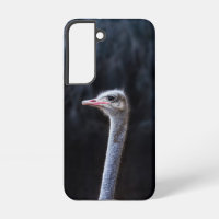 Ostrich Photography