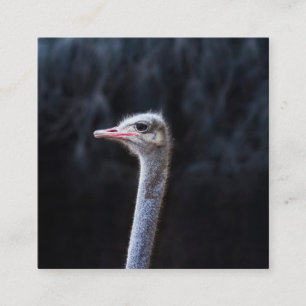 Ostrich Photography Square Business Card